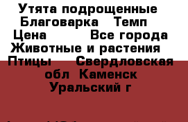 Утята подрощенные “Благоварка“,“Темп“ › Цена ­ 100 - Все города Животные и растения » Птицы   . Свердловская обл.,Каменск-Уральский г.